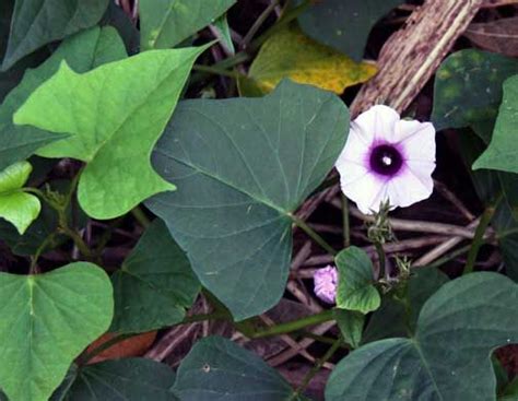 In peru and bolivia, the general word in quechua for the sweet potato is apichu, but there are variants used such as khumara, kumar (ayacucho quechua), and kumara (bolivian quechua), strikingly similar to the polynesian name kumara and its regional oceanic cognates (kumala, umala, 'uala, etc.), which has led some scholars to suspect an instance. Ipomoea batatas. 'uala. sweet potato - Higher Plants and ...