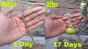How To Increase Flowers On Lemon Plant How To Boost Lemons Plant