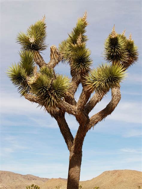 How To Grow A Joshua Tree Planting And Caring For Joshua Trees