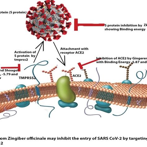 Pdf Phytoconstituents Of Zingiber Officinale Targeting Host Viral