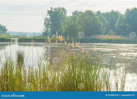 Reed Along The Shore Of A Lake In Wetland In Spring Stock Photo Image
