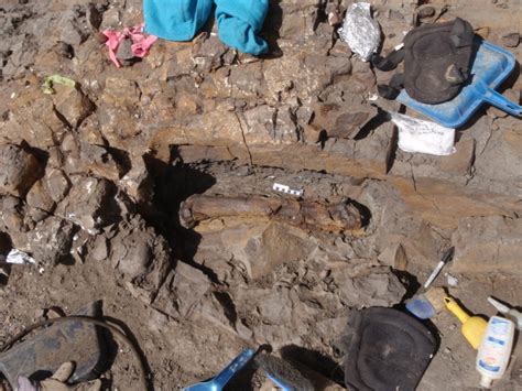 Most Complete Dinosaur Skeleton Ever Found In Bc Unearthed An