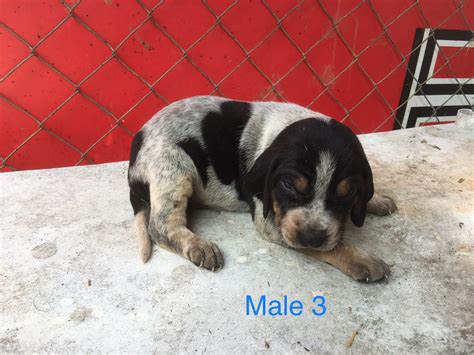 Blue tick beagle puppies are almost 5 weeks old now. Bluetick Coonhound Puppies For Sale | Clermont, GA #274283