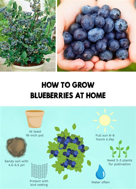 How To Grow Blueberries At Home Blueberry Gardening Growing