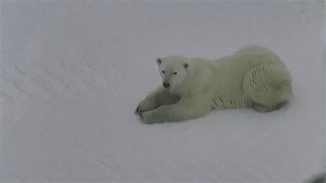 Polar Bear Live Stream Camera Wapusk National Park