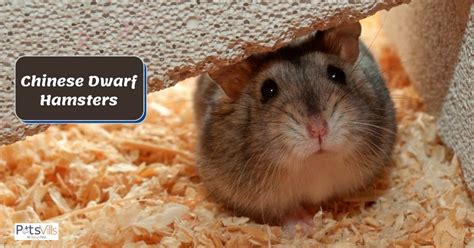 Chinese Dwarf Hamsters The Complete Guide Facts Checklist