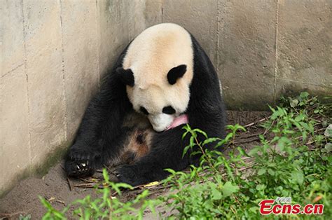 Returnee Giant Panda Gives Birth To Twin Cubs 33 Headlines