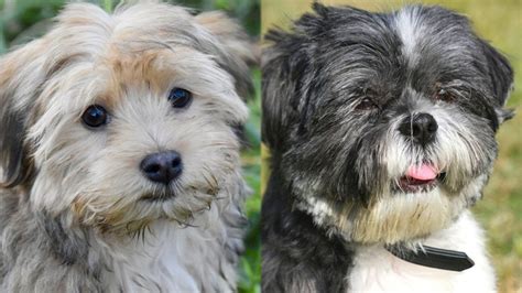 Havashu Shih Tzu And Havanese Mix Guide Pictures Info Care And More