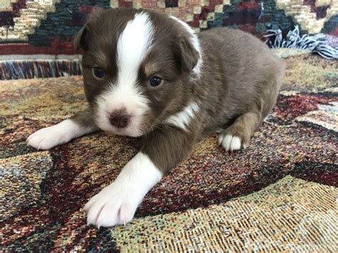 They do really well with experienced owners in active households where there is always if instead you're buying an australian shepherd puppy from a breeder, you'll need to factor in this cost. Litter of 3 Australian Shepherd puppies for sale in FRIENDSVILLE, TN. ADN-66883 on PuppyFinder ...