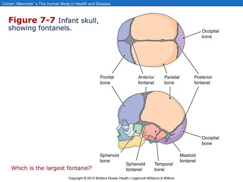 Ppt Chapter 7 The Skeleton Bones And Joints Powerpoint Presentation