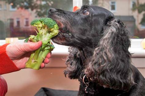 ¿pueden Los Perros Comer Brócoli Y Coliflor ¡descúbrelo