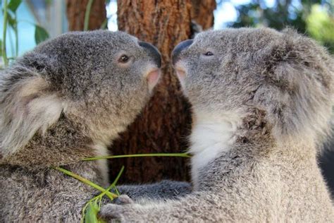 Kissing Koalas At Taronga Zoo Koalas Koala Koala Bear