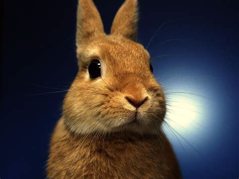 Netherland Dwarf Rabbit Breed Information Care Guide Uk