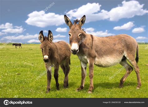 Mother And Baby Donkey On The Meadow Stock Photo By ©gezafarkas 264235120