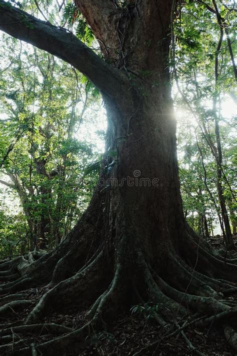 Large Tropical Tree With Wide Roots Spreading To All Directions In The