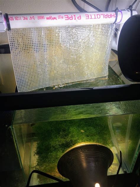 An algae scrubber filters water by moving water rapidly over a rough, highly illuminated surface, which causes algae to start growing in large amounts. My DIY algae scrubber is turning brown! :) : ReefTank