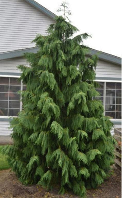 What Is This Variety Of Weeping Alaskan Cedar Called
