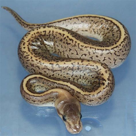 Het Red Axanthic Ball Python Traits Morphpedia