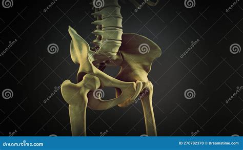 The Hip Bone Or Coxal Bone Stock Illustration Illustration Of Science