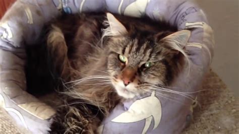 Maine Coon Bombay And Norwegian Forest Cat Harmony Youtube