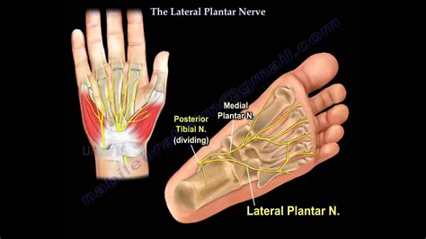 Anatomy Of The Lateral Plantar Nerve Everything You Need To Know Dr