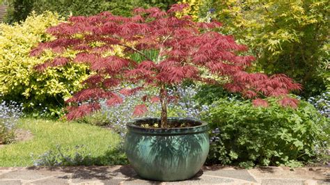 Best Trees To Grow In Pots Top Choices To Add Height To Your Garden