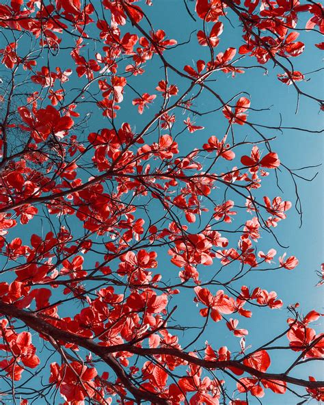 Cherry Blossom Tree With Red Flowers In Garden · Free Stock Photo