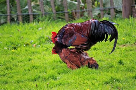 How Do Chickens Mate 9 Amazing Tips For Breeding Chickens Poultry Feed Formulation