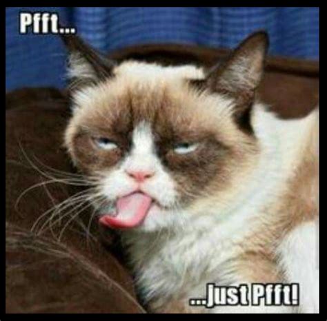 Wow Jus Wow Grumpy Cat Mean Memes Funny Grumpy Cat Memes