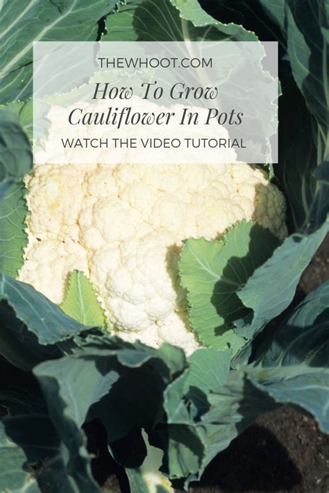 How To Grow Cauliflower In Pots At Home Video The Whoot Growing