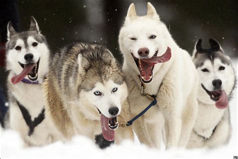 Bbc News In Pictures Highlands Sled Dog Race