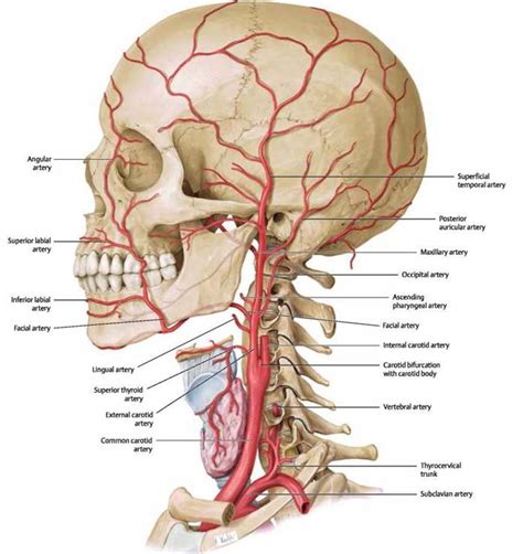 Blood Vessels Of The Head And Neck Atlas Of Anatomy Head And Neuroanatomy Michael Schuenke