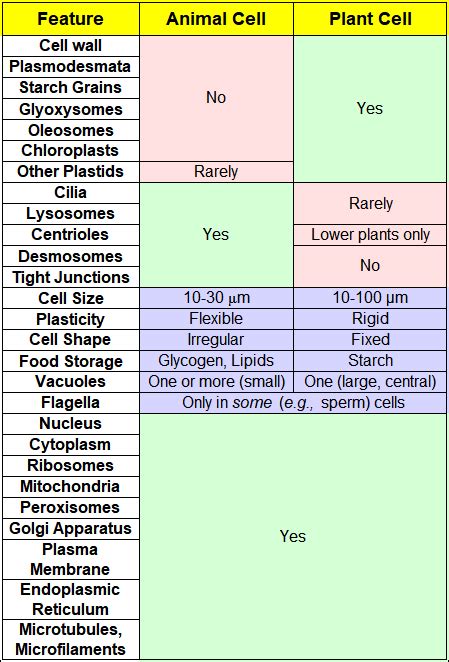 What are the main features of an animal cell? - Quora