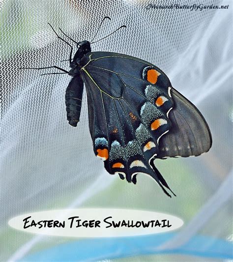 How To Raise The Eastern Tiger Swallowtail Butterfly W Photos