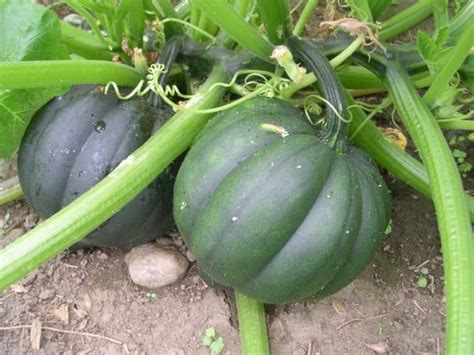 How To Grow Acorn Squash From Fresh Seeds