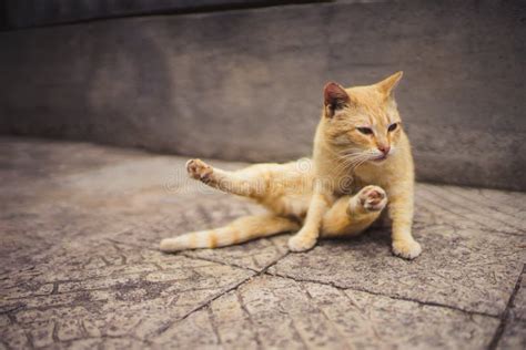 Funny Yogi Cat Doing Stretching Exercise With Legs Spread Stock Photo