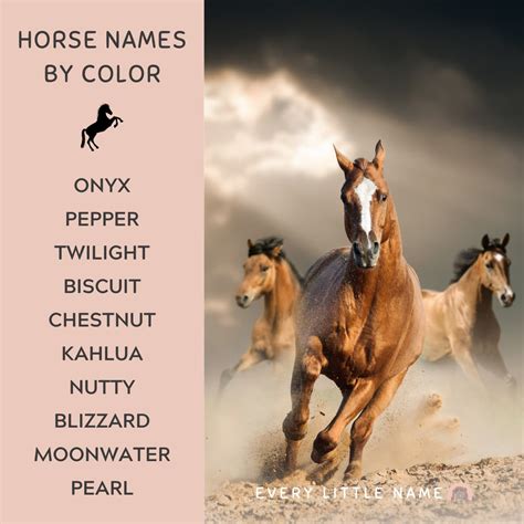 350 Best Horse Names Every Little Name