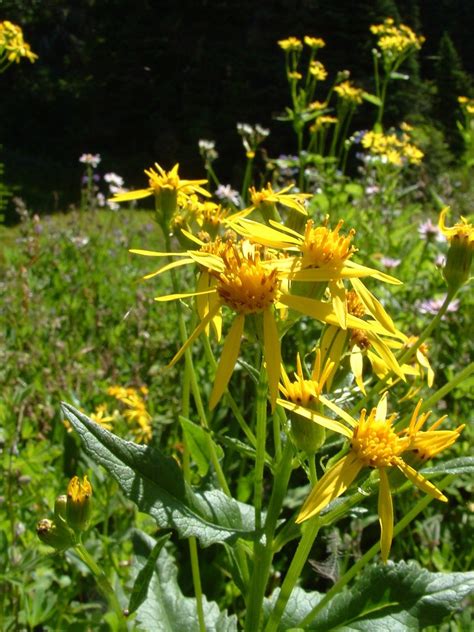 Yellow Wildflower Meadow Free Photo Download Freeimages