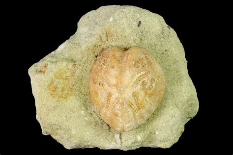1 Sea Urchin Lovenia Fossil On Sandstone Beaumaris Australia 144381 For Sale