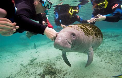 Manatees Are No Longer Listed As Endangered Should We Celebrate Or