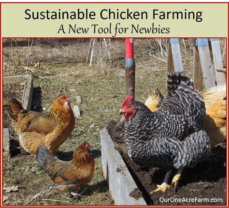 Humane Sustainable Chicken Farming A New Tool For Newbies