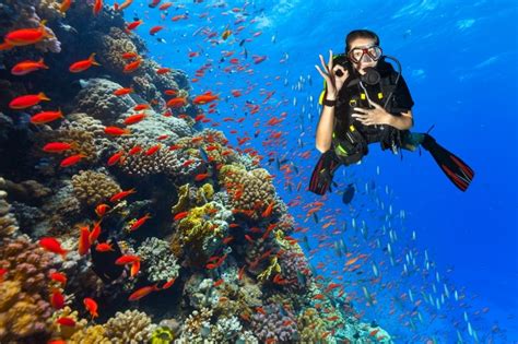 The Best Places To Dive In Costa Rica Main Ecotourism Destinations