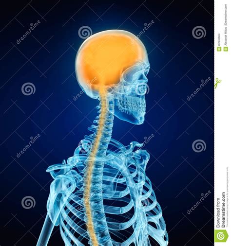 Human Brain Anatomy And Skeleton Stock Illustration - Illustration of ...