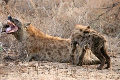 Spotted Hyena Mother And Cub Stock Image Image Of Behavior Closeup