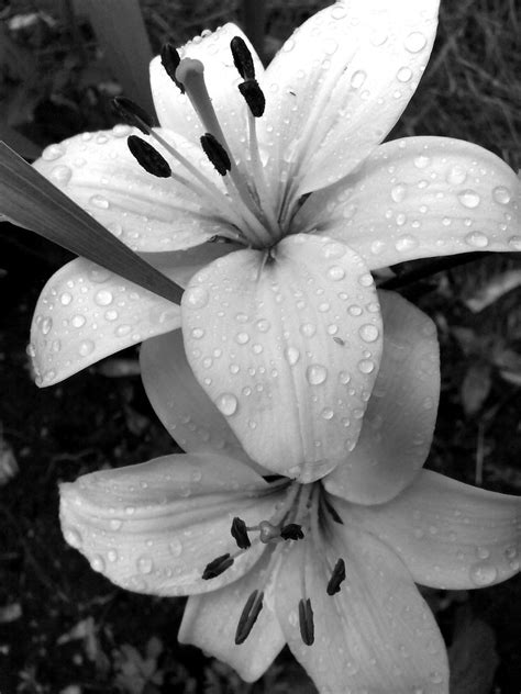 Composition of beautiful tender fresh blooming flowers isolated on black. Black and white lily with waterdroplets | Thanks for ...
