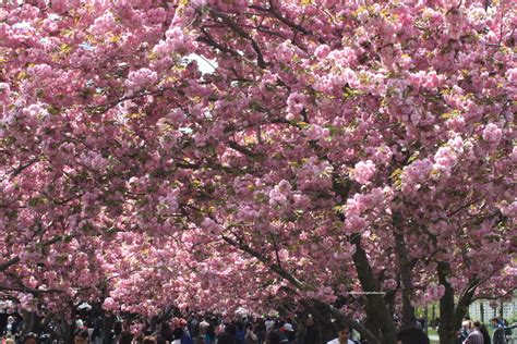 Cherry Blossom Brooklyn Botanic Garden Archives Travel Explore Enjoy