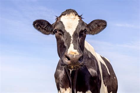 Sapi Perah Hitam Dan Putih Tampak Ramah Sapi Holstein Tampak Depan Dan
