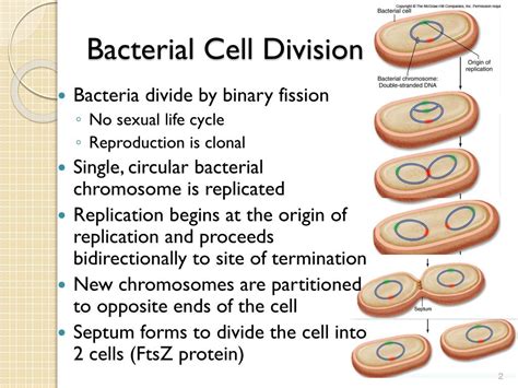Ppt Cell Microscope Observations Powerpoint Presentation Free Hot Sex
