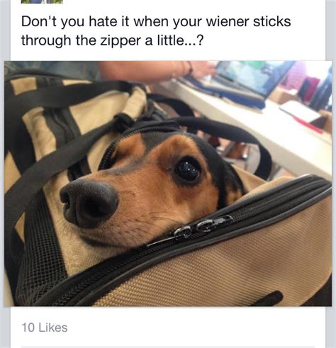 The Best Weiner Memes Memedroid