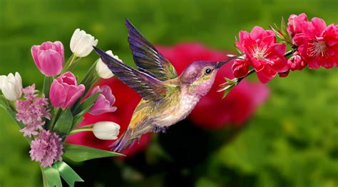 Spring Birds Desktop Wallpapers Top Free Spring Birds Desktop